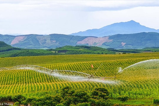 Ngành Nông nghiệp Nghệ An trước cơ hội ứng dụng AI