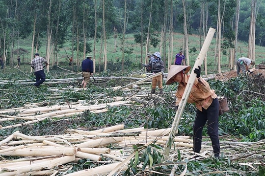 Cả nước có gần 500 nghìn ha rừng trồng gỗ lớn
