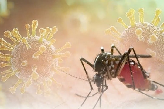 Dịch bệnh Chikungunya đang lây toàn cầu, Bộ Y tế khuyến cáo khẩn các biện pháp phòng, chống