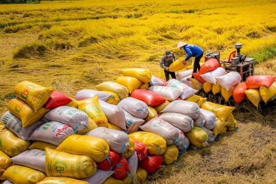 Gạo Việt vươn lên vị trí thứ 2 về xuất khẩu trên thế giới