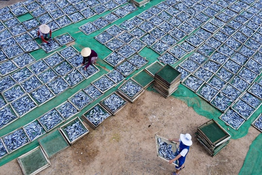 Cá cơm, cá nục vào mùa