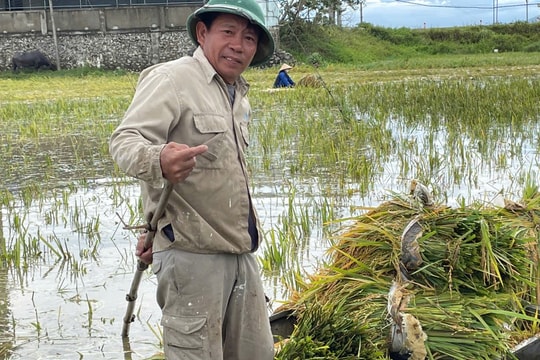 Nông dân xứ nghệ khóc ròng trên đồng lúa