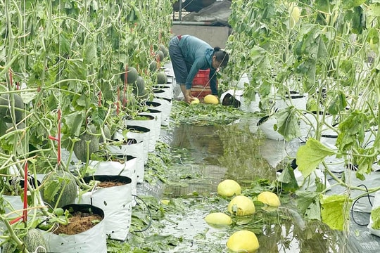 Ngành Nông nghiệp Nghệ An thiệt hại nặng nề sau bão số 5