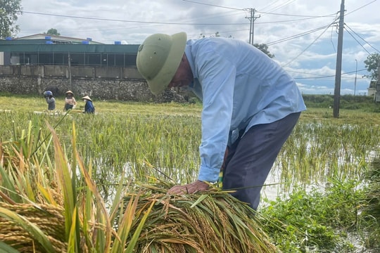 Thủ tướng Chính phủ chỉ đạo nhanh chóng khắc phục hậu quả bão số 5, khôi phục sản xuất, kinh doanh, ổn định cuộc sống Nhân dân