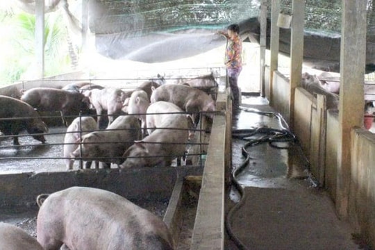 Kiểm soát dịch tả lợn châu Phi, hướng dẫn người dân tái đàn an toàn