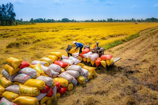 Thủ tướng Chính phủ chỉ đạo tăng cường thực hiện các nhiệm vụ, giải pháp thúc đẩy sản xuất, xuất khẩu và ổn định thị trường gạo