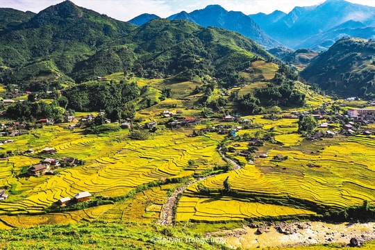 Óng ánh sắc vàng trên những thửa ruộng bậc thang