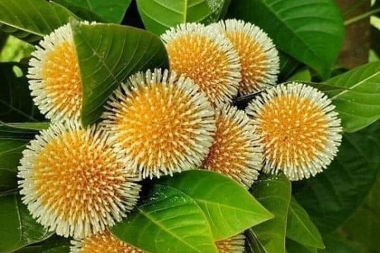 Cây gáo nước chữa bệnh gì?