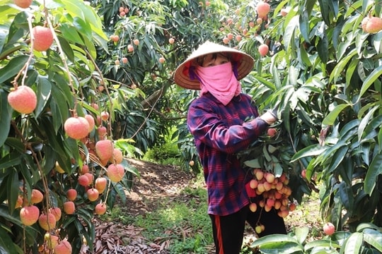 Bắc Ninh tiêu thụ trên 205 nghìn tấn vải thiều năm 2025: Dấu ấn đậm nét trong tổ chức sản xuất và mở rộng thị trường