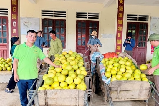 Bưởi Phúc Trạch vào vụ thu hoạch: Đặc sản Hà Tĩnh khẳng định giá trị trên thị trường