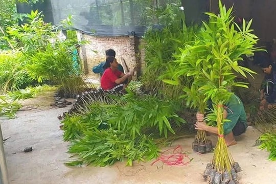 Người trồng rừng Thanh Hóa ứng phó với chu kỳ cây trồng bị "khuy"
