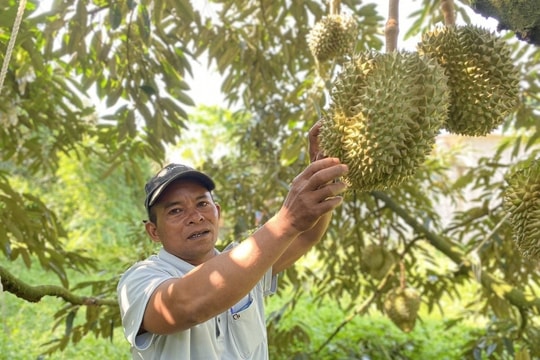 Khánh Hòa: Tìm hướng đi bền vững cho các sản phẩm cây trồng