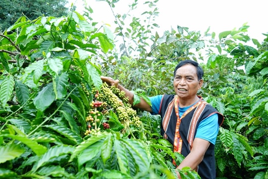 Người giúp đồng bào Gia Rai "khai sáng" với cây cà phê
