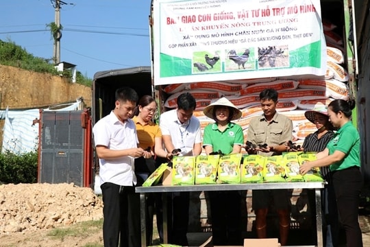 Thái Nguyên phát triển mô hình nuôi gà H’Mông - Hướng đi bền vững cho nông nghiệp đặc sản