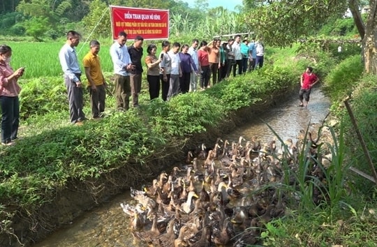 Tuyên Quang phát triển mô hình nuôi vịt bầu đất thương phẩm an toàn sinh học - Hướng đi bền vững cho chăn nuôi