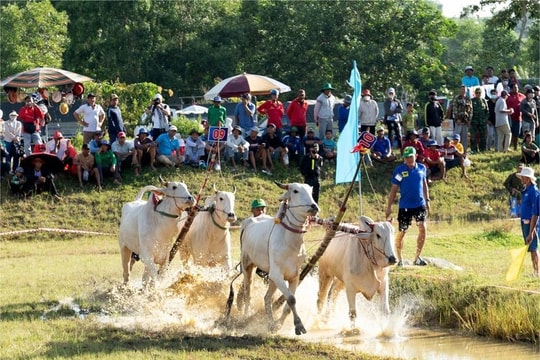 64 đôi bò tranh tài kịch tính tại Hội Đua bò Bảy Núi ở An Giang năm 2025
