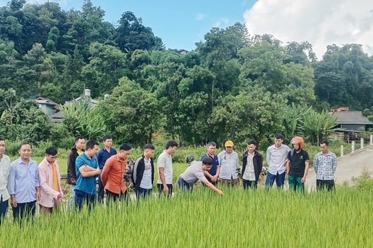 Triển khai đồng bộ các giải pháp, hướng tới vụ Đông Xuân thắng lợi