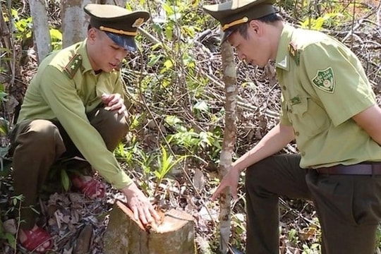 Thanh Hóa: Phạt gần 67 triệu đồng đối tượng khai thác rừng trái phép