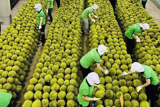 Chú trọng đầu tư vùng trồng, công nghệ bảo quản và phát triển thương hiệu giúp xuất khẩu nông sản Việt Nam khởi sắc