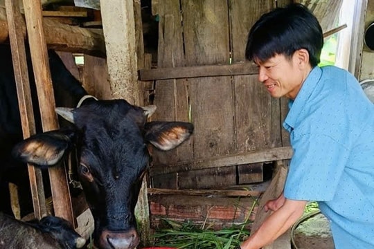 Hiệu quả từ mô hình khuyến nông giúp nông dân chủ động nguồn thức ăn cho gia súc