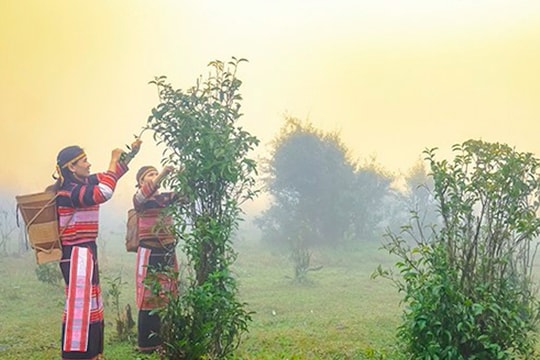 Gia Lai phát triển nguồn nhân lực thương mại vùng đồng bào DTTS và miền núi