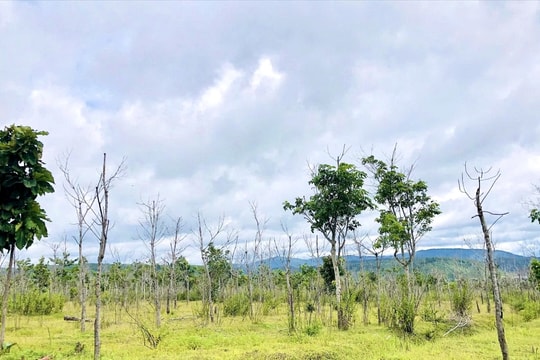 Gia Lai yêu cầu làm rõ 50.000 ha rừng nghèo sang trồng cao su kém phát triển
