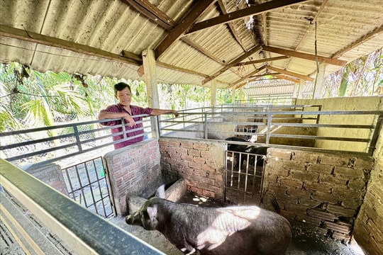 Triển khai nhiều mô hình sinh kế bền vững đến với đồng bào vùng cao Quảng Ngãi