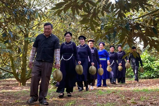 Trái sầu riêng thành “trái vàng, trái bạc”
