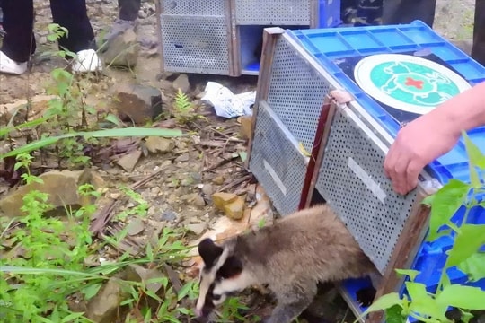Tái thả 91 cá thể động vật hoang dã về tự nhiên