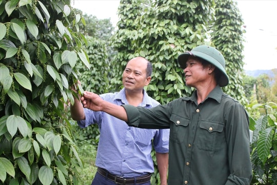 Thi đua sản xuất hiệu quả, đồng bào DTTS xã Đăk Rve mạnh dạn thay đổi tư duy  về cây trồng, vật nuôi