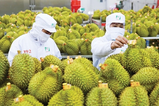 Xuất khẩu nông sản Việt Nam trên đà về đích