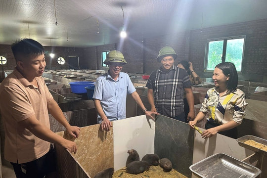 Thanh niên người Dao thu hàng trăm triệu từ nuôi dúi