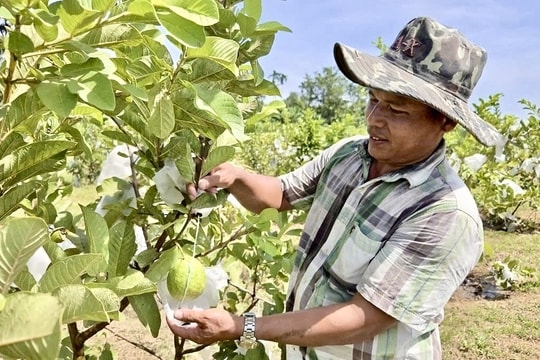 Đa dạng sinh kế giúp đồng bào vùng cao Quảng Ngãi thoát nghèo bền vững