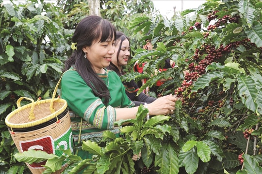 Trợ lực từ Chương trình MTQG 1719 hình thành tư duy sản xuất hàng hóa hiện đại
