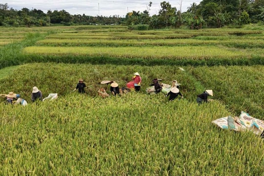 Buôn Trinh rộn rã mùa gặt