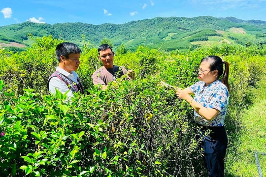 An Vinh (Gia Lai): Đảng viên đồng hành cùng Nhân dân phát triển kinh tế