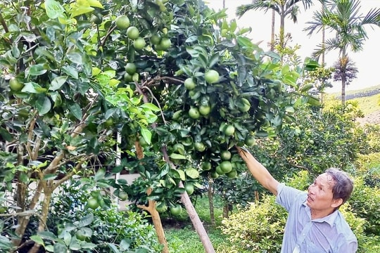 Nông dân vùng cao Đà Nẵng sở hữu cơ ngơi tiền tỷ từ chuyển đổi cây trồng