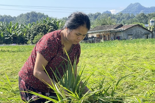 Các địa phương tích cực khôi phục sản xuất nông nghiệp sau mưa bão