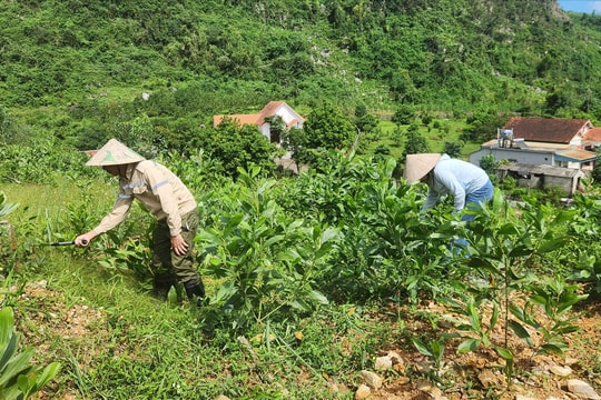 Hồi sinh những cánh rừng sau bão Yagi
