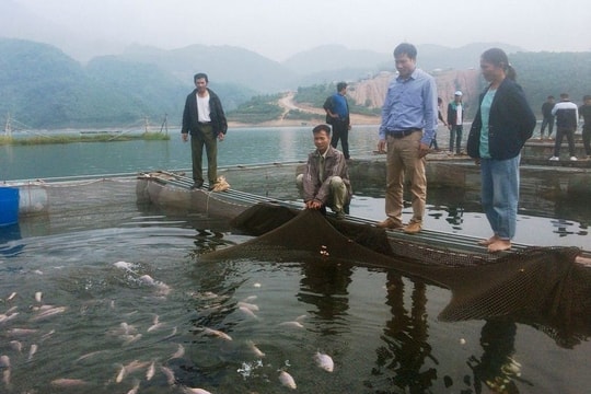 Gia Lai nhân rộng mô hình nuôi cá diêu hồng thương phẩm trong lồng bè trên hồ chứa thủy lợi