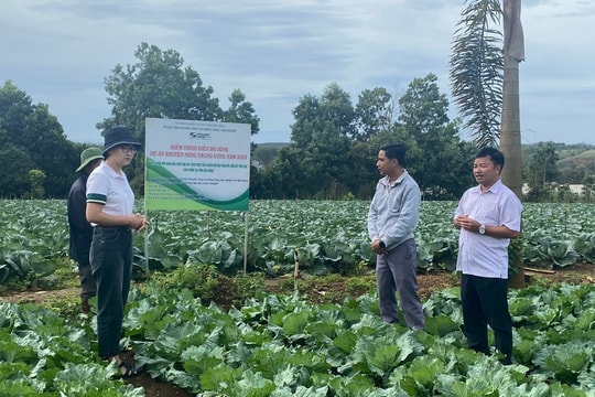 Liên kết trồng rau ở Lâm Đồng: Hướng phát triển bền vững cho nông nghiệp và nông dân