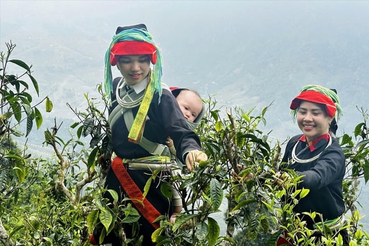 Sản phẩm chè Tuyên Quang đạt nhiều giải vàng tại Cuộc thi trà quốc tế châu Á - Thái Bình Dương
