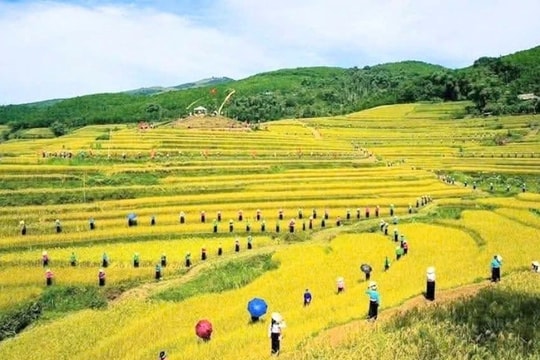 Dấu ấn từ tôn vinh sắc vàng mùa gặt, lan tỏa bản sắc văn hóa Mường nơi vùng đất Phú Phọ
