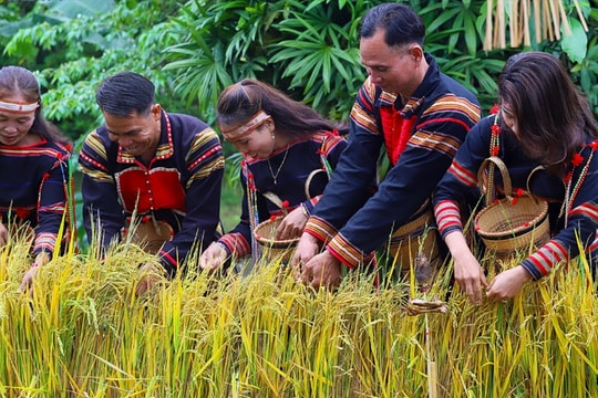 Mừng lúa mới - Nghi lễ gắn kết cộng đồng của người Gia Rai
