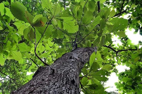 Kỹ thuật trồng rừng tếch