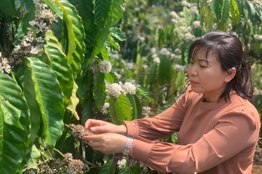 Tái canh - ghép cải tạo cà phê ở Lâm Đồng: Đòn bẩy nâng cao năng suất, hướng tới chuỗi giá trị bền vững