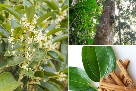 Bài thuốc từ cây quế chi
