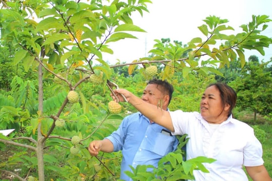 Sức sống mới trên bản người Mông ở Trung Sơn