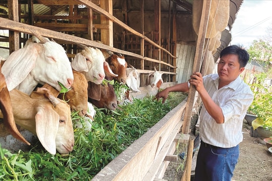 Đa dạng hóa sinh kế, giúp đồng bào Khmer thoát nghèo