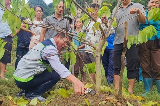 Trung tâm Khuyến nông quốc gia hướng dẫn khắc phục hậu quả thiệt hại sau bão lũ